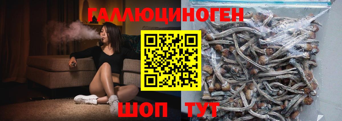 Псилоцибиновые грибы Psilocybe Боровичи